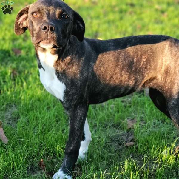 Cynthia, Cane Corso Mix Puppy